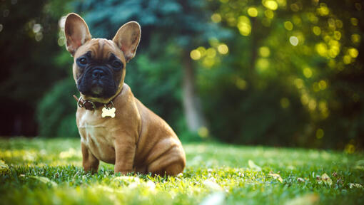 French Bulldog Dog Breed Information Purina